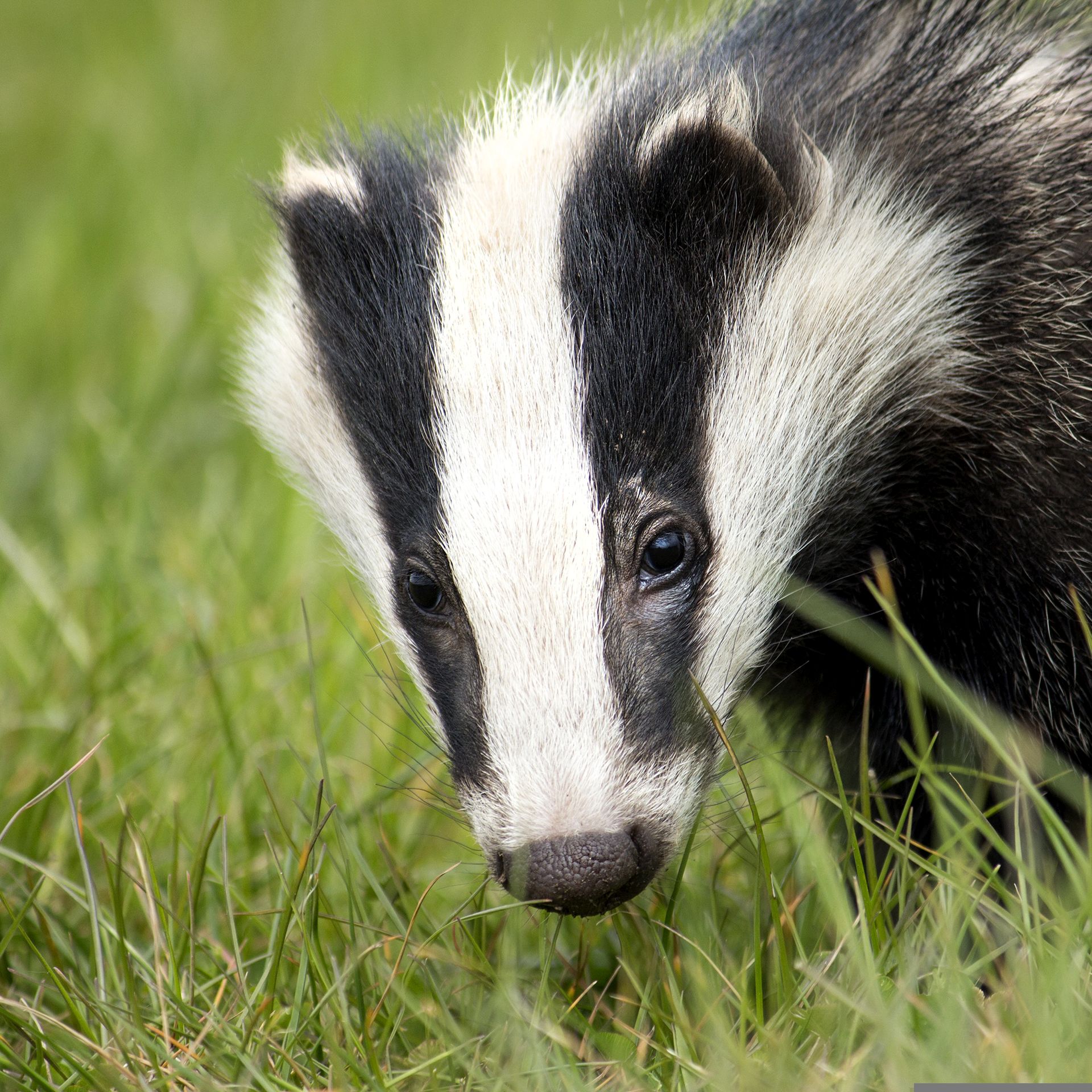 Badger