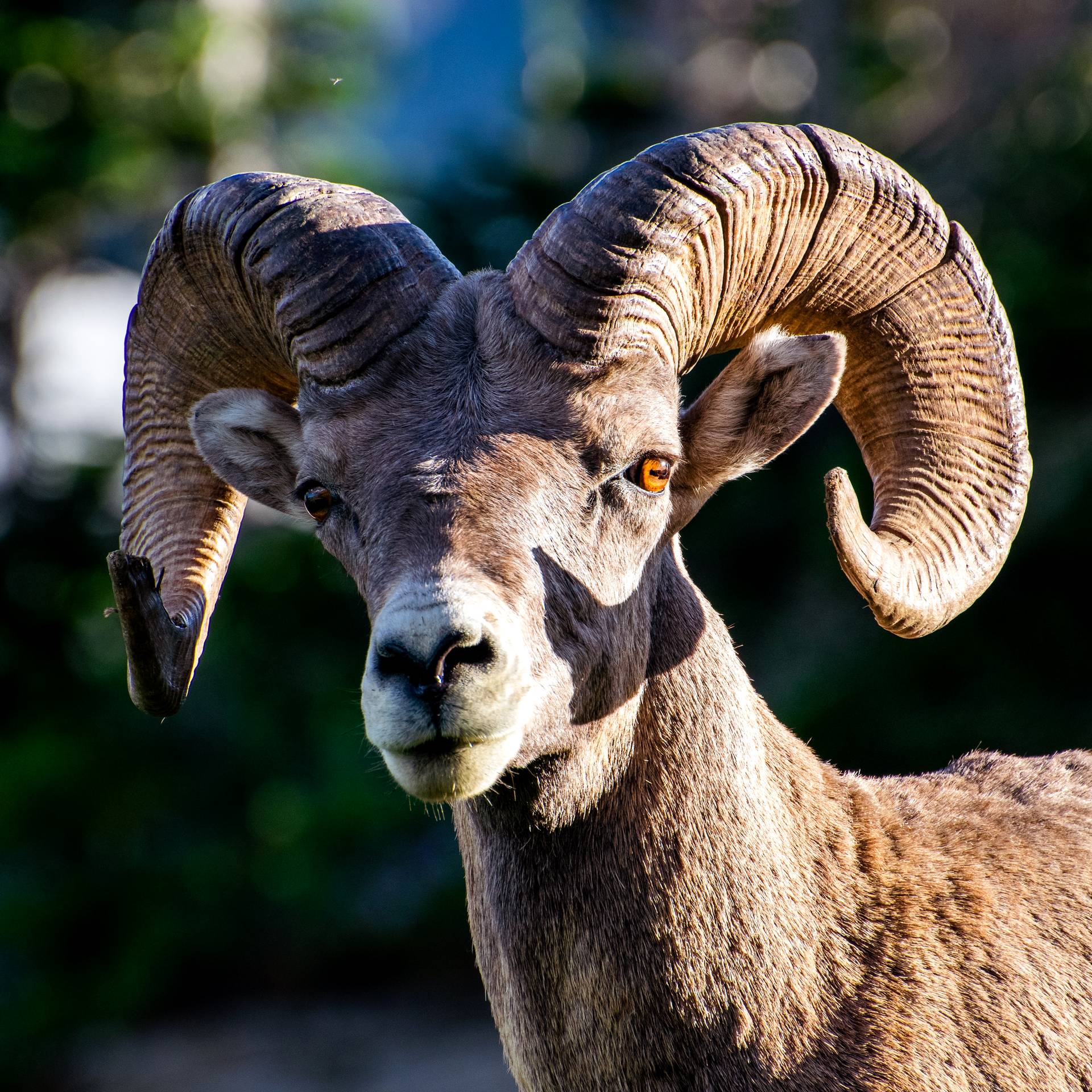 Bighorn Sheep