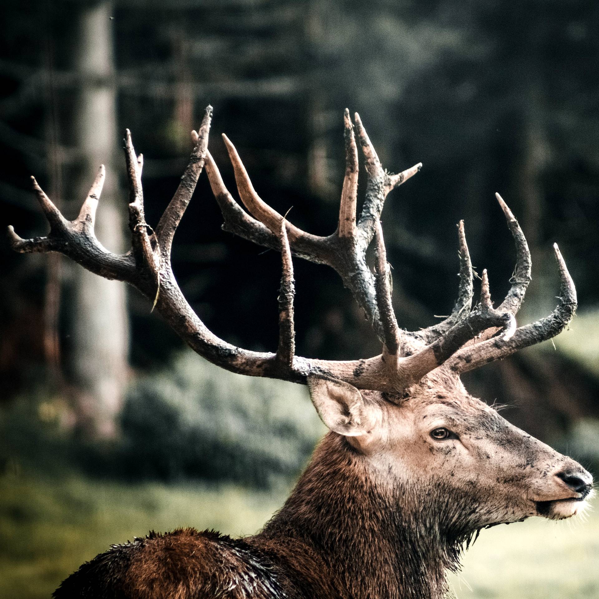 Elk