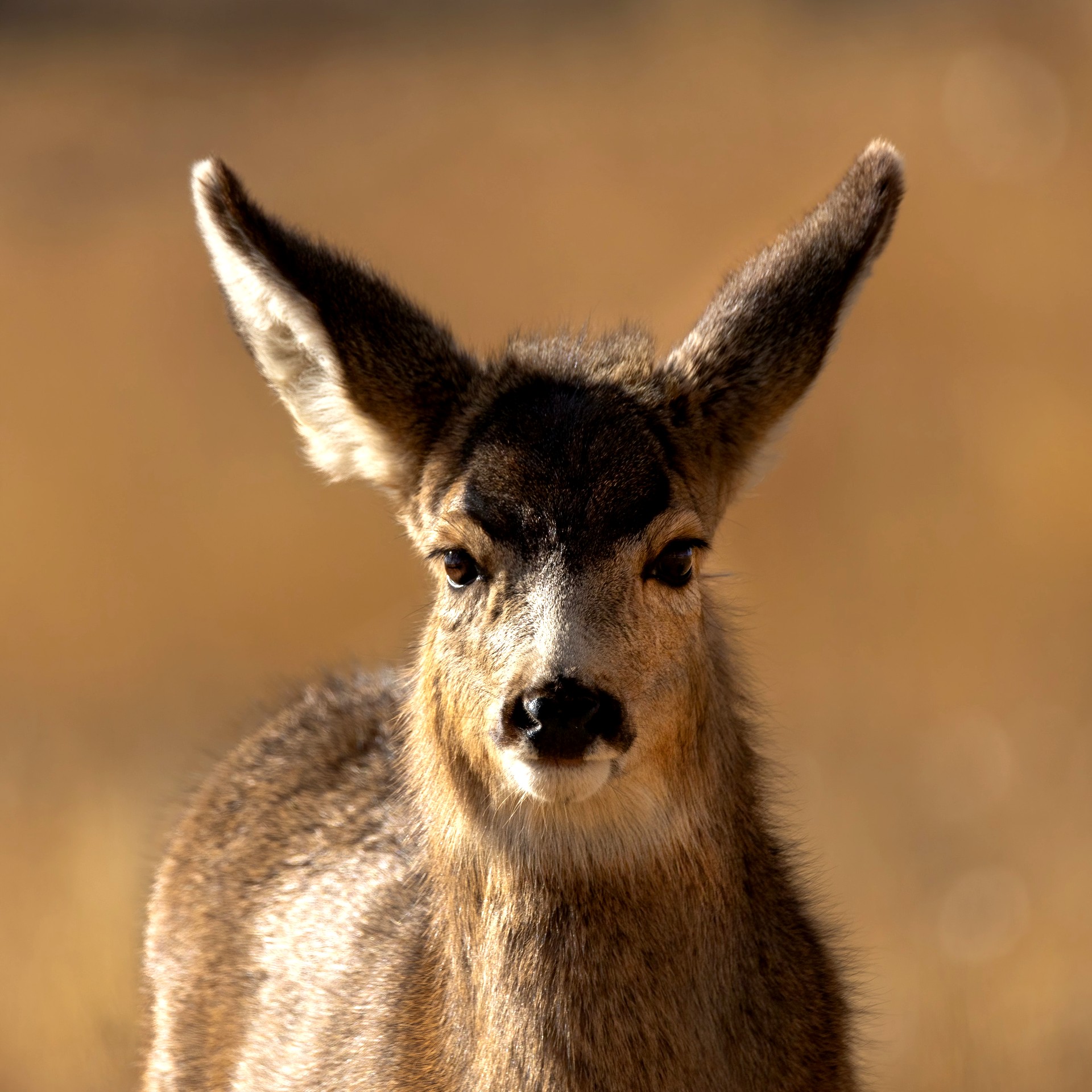 Mule Deer