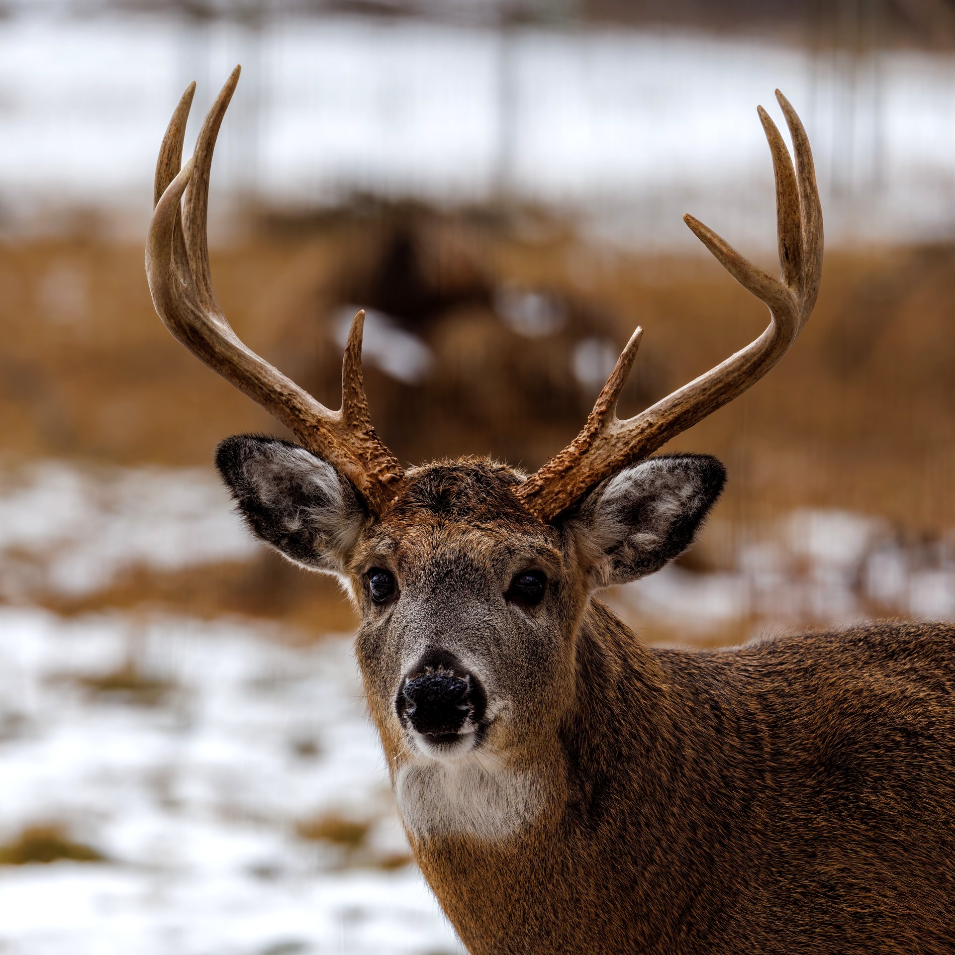 White Tail Deer