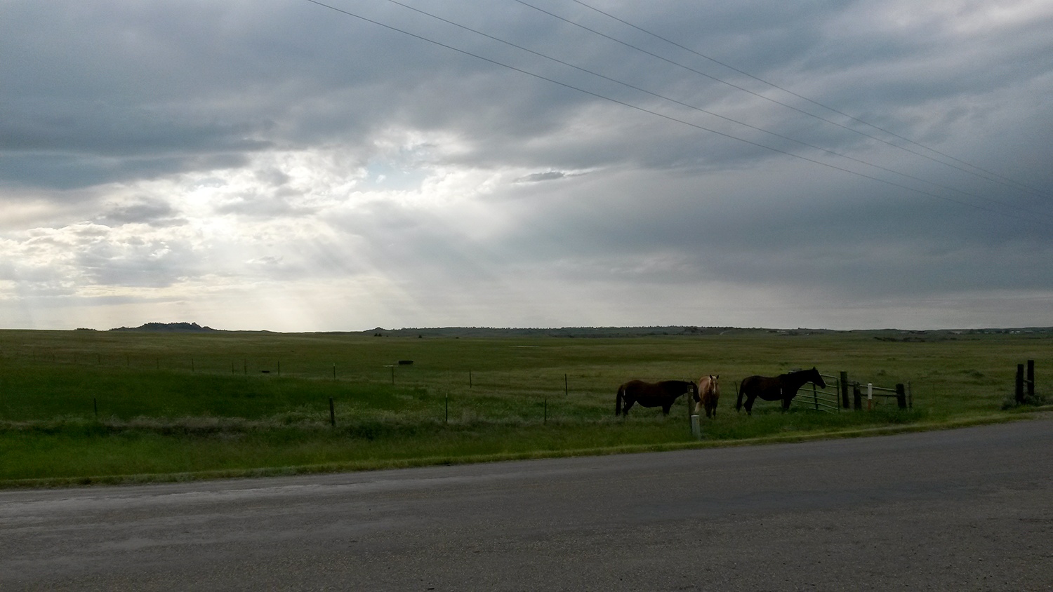 Horses Montana