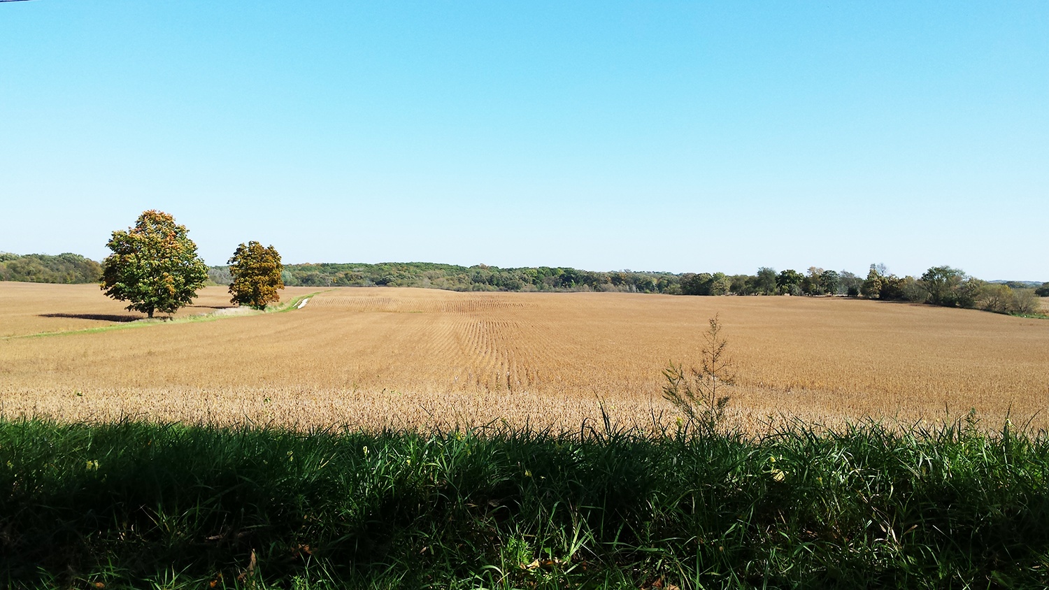 Grain Field