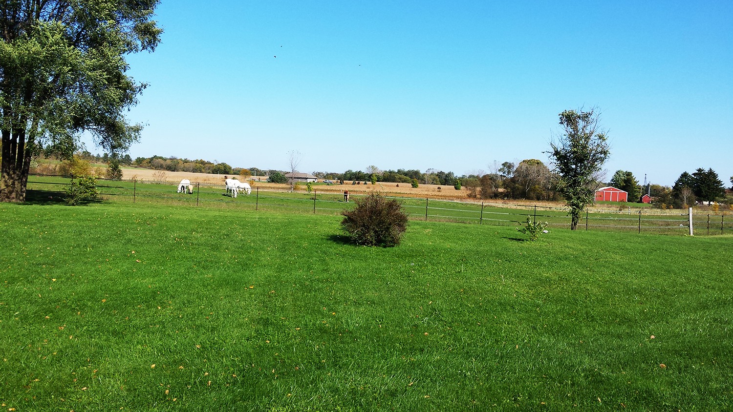 Horse Pasture