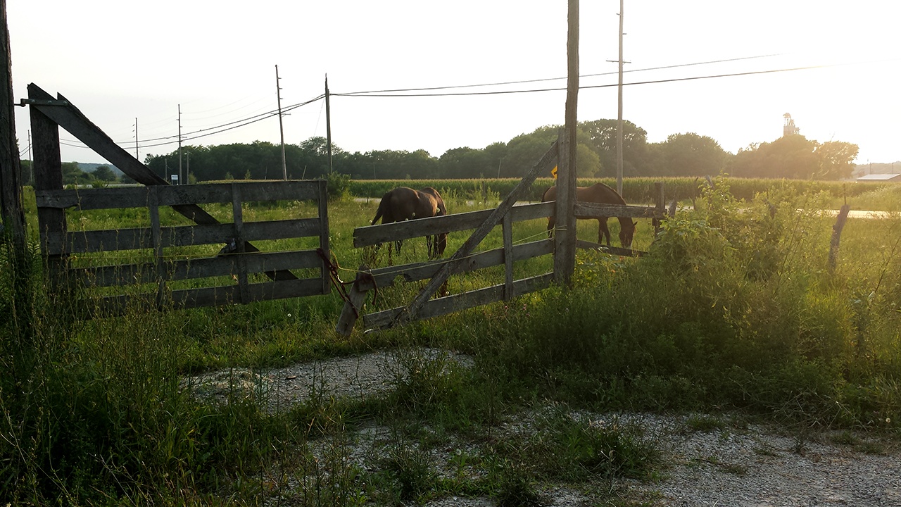 Horses